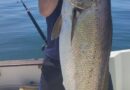 Corvina de 34kg
